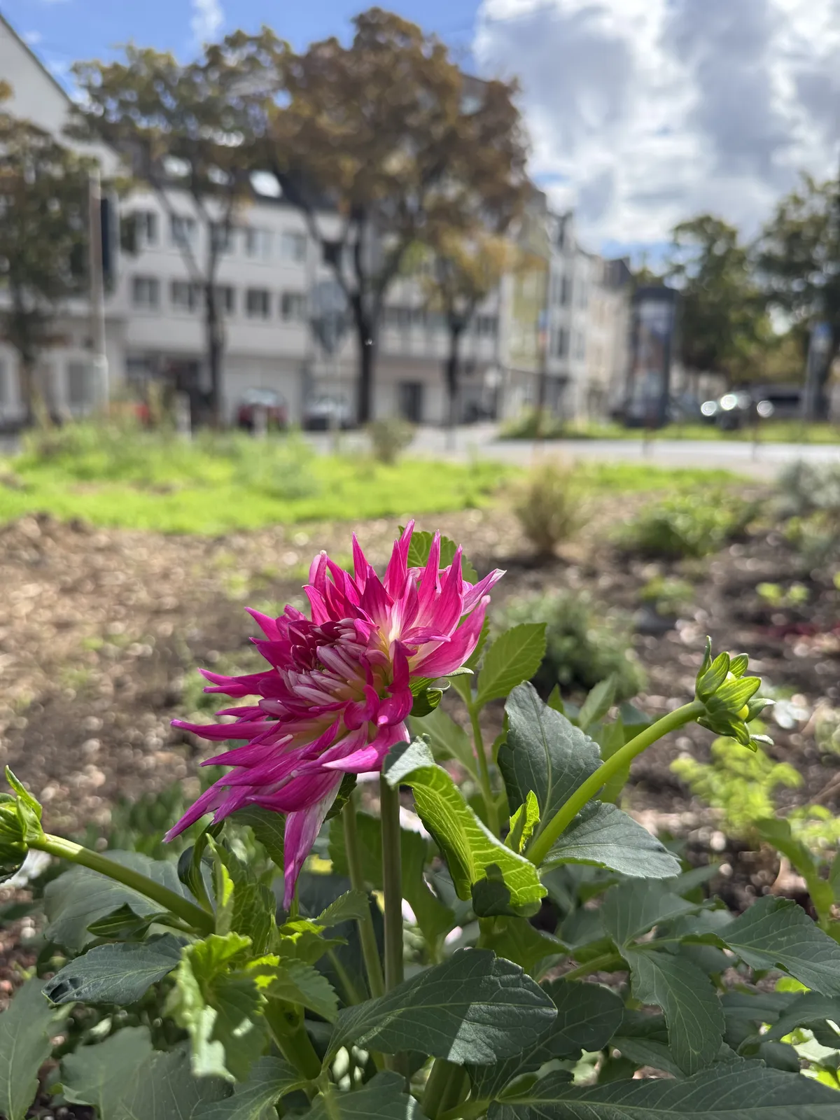 A pink dahlia in bloom in the garden bed, with the traffic island and street visible behind it
