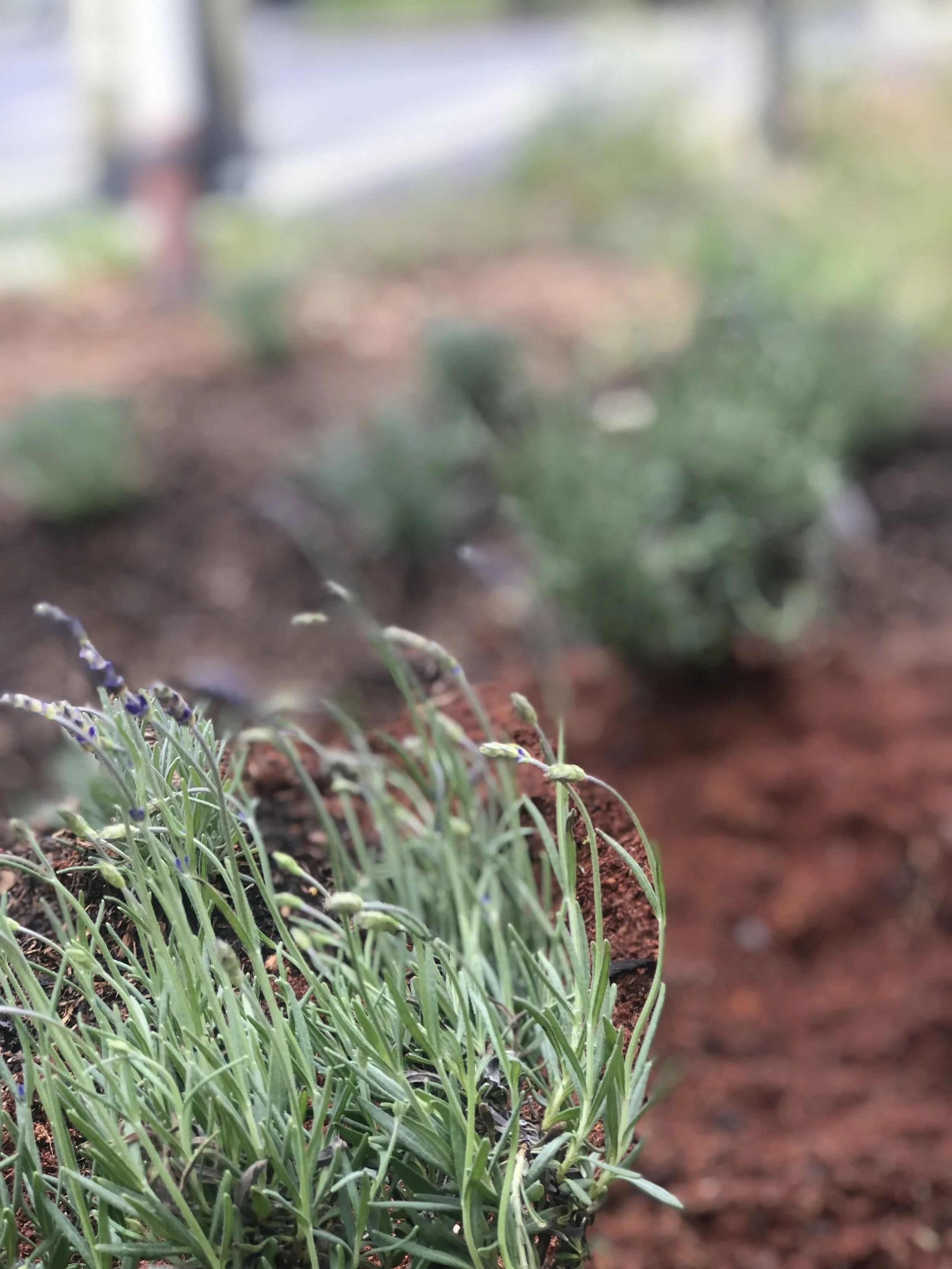 Close-up of lavender growing in the garden bed