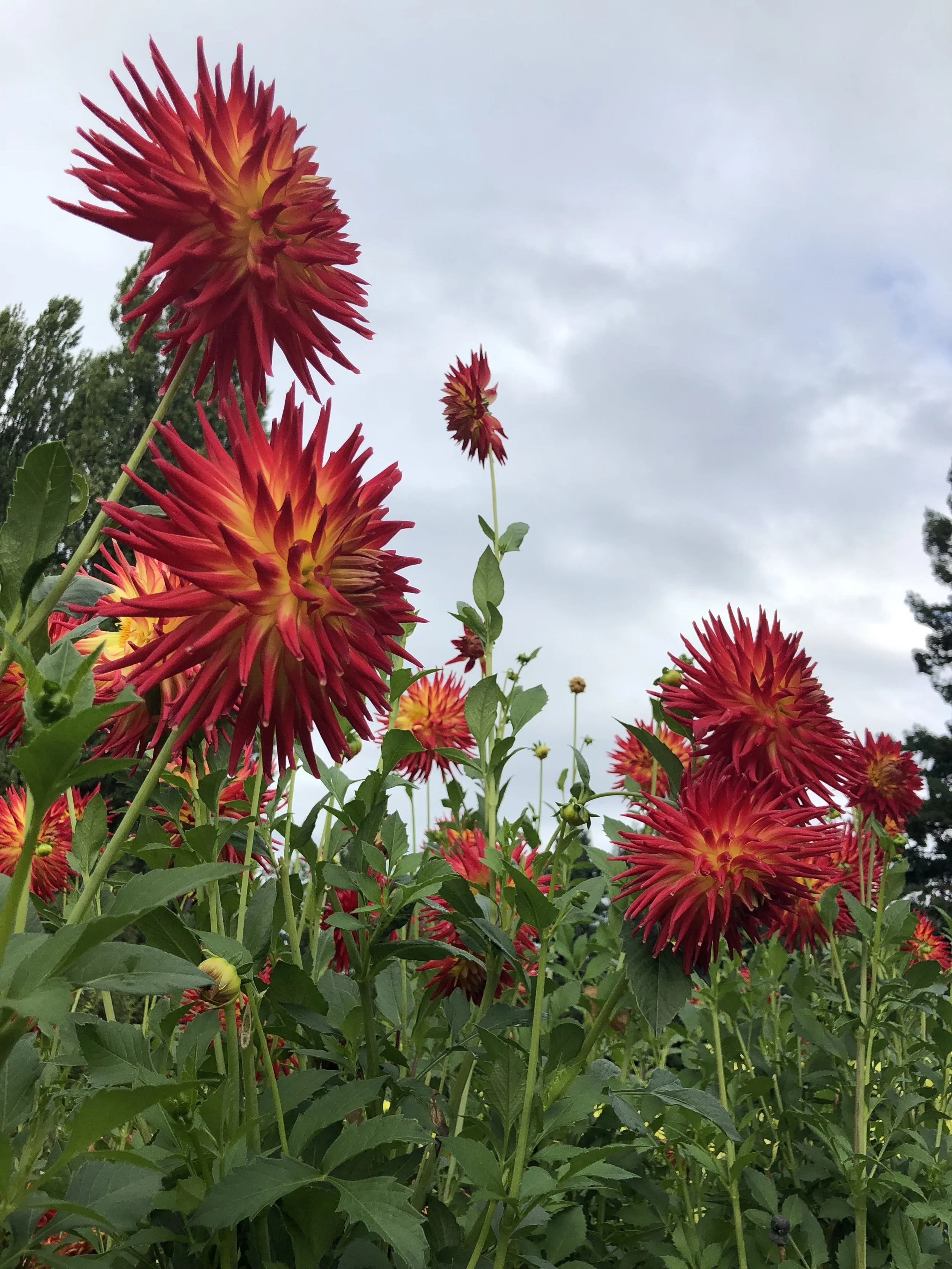Red and orange dahlias in full bloom